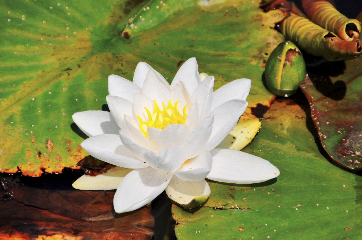 Lily